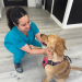 Los mejores veterinarios de Miami. ¿Dónde se trata realmente a los animales? Puntajes y reseñas